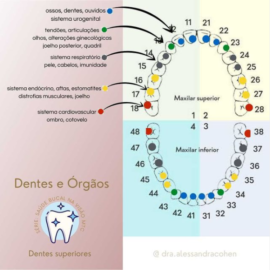 Dentes e órgãos – dentes superiores