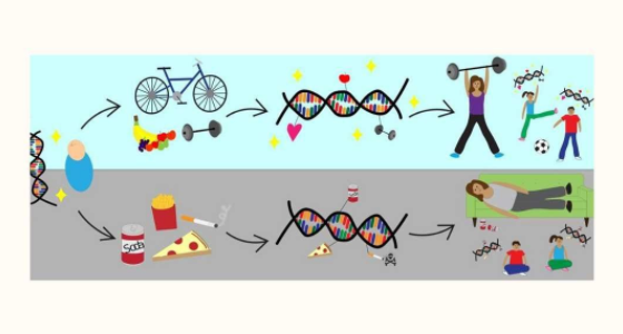 Epigenética você conhece?
